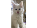 maine-coon-macici-novo-leglo-small-2