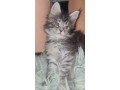 maine-coon-macici-novo-leglo-small-4