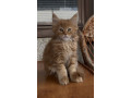maine-coon-macici-novo-leglo-small-3