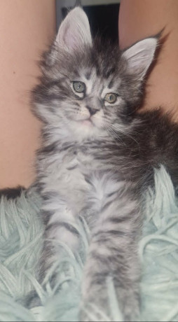 maine-coon-macici-novo-leglo-big-4