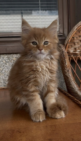 maine-coon-macici-novo-leglo-big-3