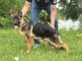 zensko-stene-nemackog-ovcara-small-0
