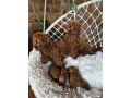 prelepe-crvene-pudlice-small-4