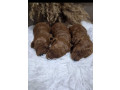 prelepe-crvene-pudlice-small-3