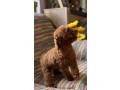 toy-pudle-na-prodaju-small-2