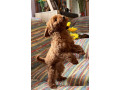 toy-pudle-na-prodaju-small-1