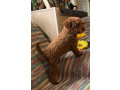 toy-pudle-na-prodaju-small-0