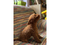 toy-pudle-na-prodaju-small-4