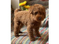 toy-pudle-na-prodaju-small-3