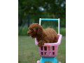toy-pudla-zensko-stene-small-3