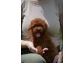 toy-pudla-zensko-stene-small-1