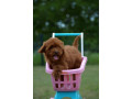 toy-pudla-zensko-stene-small-2