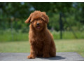 toy-pudla-zensko-stene-small-0