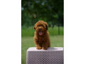 toy-pudla-zensko-stene-small-4