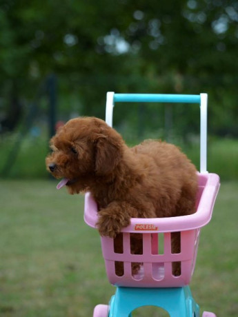 toy-pudla-zensko-stene-big-3