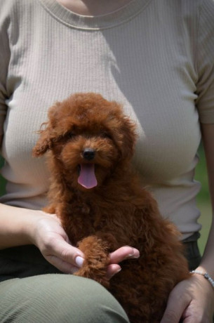 toy-pudla-zensko-stene-big-1