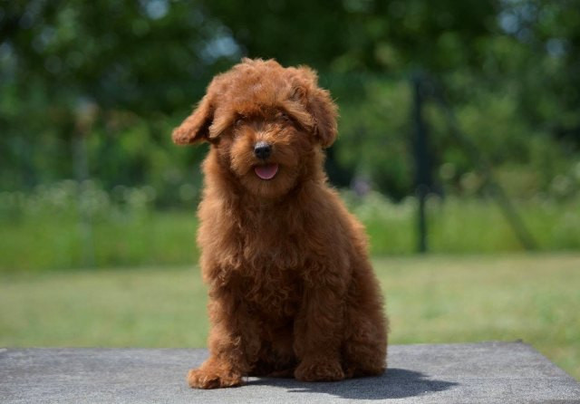 toy-pudla-zensko-stene-big-0