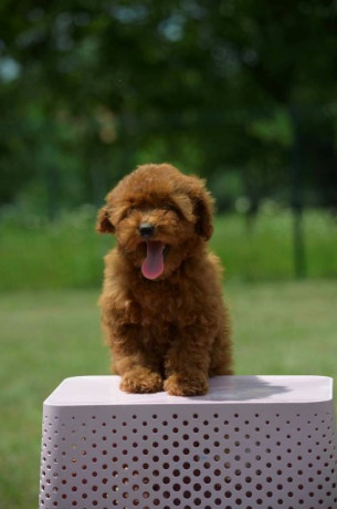 toy-pudla-zensko-stene-big-4