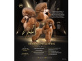 prelepe-toy-pudle-small-0