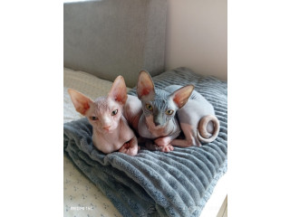 Preostala 2 mužjaka Sphynx mačića (3,5 meseca) – spremni za preuzimanje odmah (Beograd)