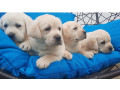 labrador-stenci-small-4