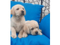labrador-stenci-small-3