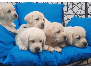 Labrador štenci