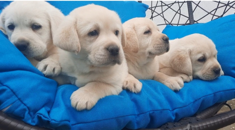 labrador-stenci-big-4
