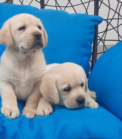 labrador-stenci-big-3