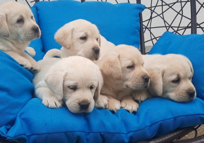 labrador-stenci-big-0