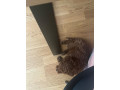 toy-pudlica-small-3