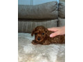 toy-pudlica-small-2
