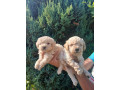 prelepe-mini-pudle-small-2