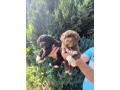 prelepe-mini-pudle-small-1