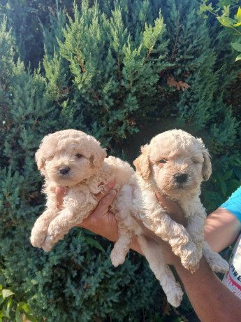 prelepe-mini-pudle-big-2