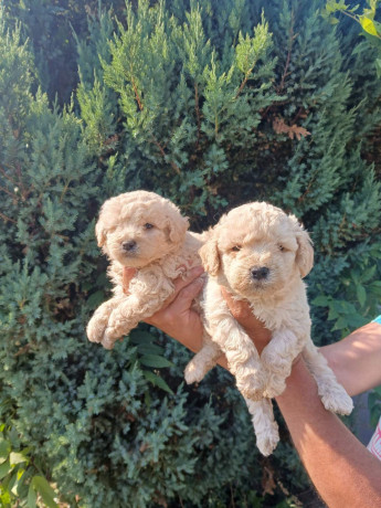 prelepe-mini-pudle-big-0