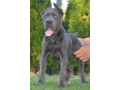 cane-corso-vrhunski-stenci-small-0