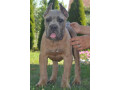 cane-corso-vrhunski-stenci-small-4