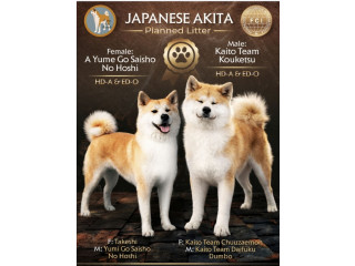 Akita Inu prelepi štenci