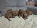 crvena-toj-pudla-toy-poodle-small-0