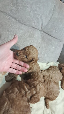 crvena-toj-pudla-toy-poodle-big-2