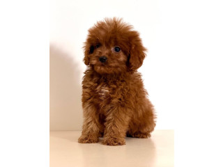 Cavapoo-Kavapu (cavalier king charles spaniel + pudla)