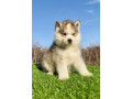 pomsky-pomski-pomeranac-haski-small-1
