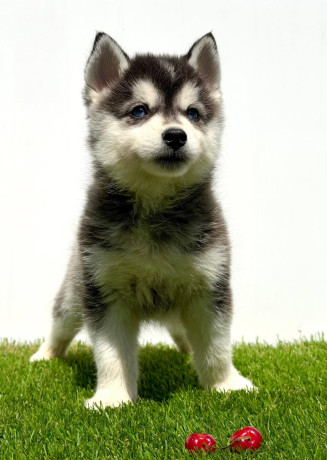 pomsky-pomski-pomeranac-haski-big-2