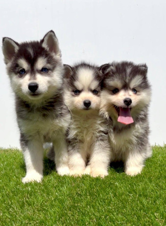 pomsky-pomski-pomeranac-haski-big-0