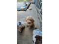 lagotto-romagnolo-kvalitetni-stenci-small-2