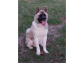 americka-akita-parenje-small-4