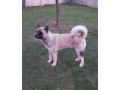 americka-akita-parenje-small-1