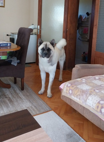 americka-akita-parenje-big-2