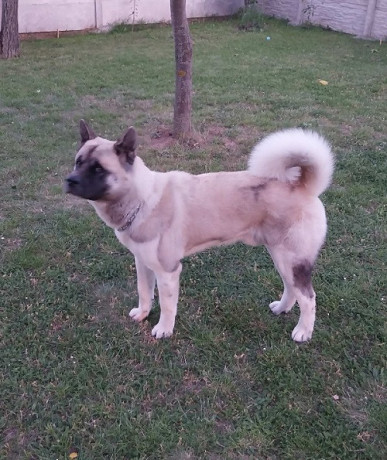 americka-akita-parenje-big-1